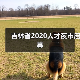 吉林省2020人才夜市启幕（图1）