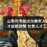 山东各市将出台青年人才安居政策 各类人才工程中增加（图2）